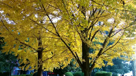 磨基山森林公園