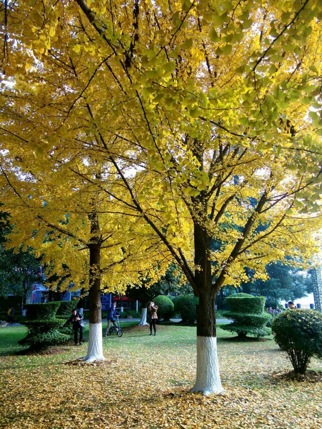 磨基山森林公园旅行图片 3