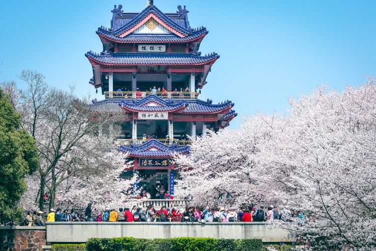 太湖鼋头渚风景区-樱花谷