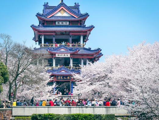 太湖鼋头渚风景区-樱花谷