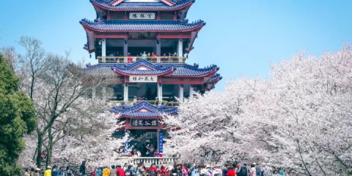 太湖黿頭渚風景區-櫻花谷