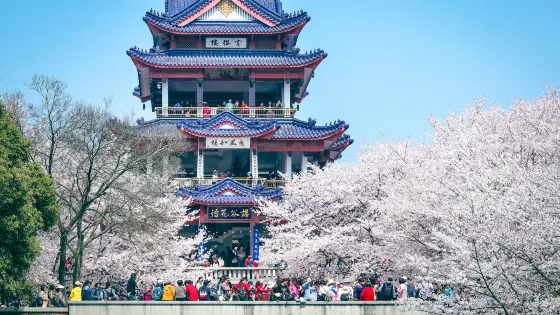 太湖黿頭渚風景區-櫻花谷