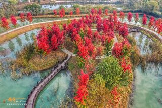 秋天的洪泽湖湿地是一种成熟的美，芦花金黄，螃蟹飘香