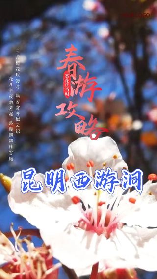 昆明周边周末春游攻略:赏花、登山,春天换新颜,赏花踏青正当时