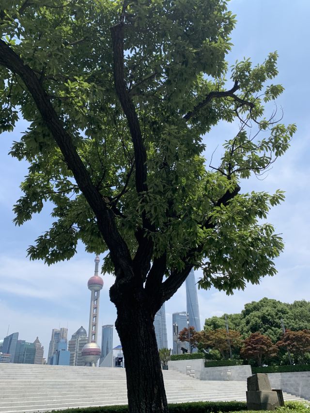 黄浦公园旅行图片 4