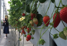 Minamichita Strawberry Farm景点图片