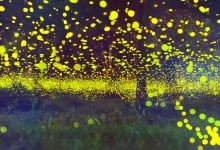 萤火虫水洞景点图片