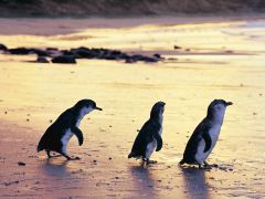 联邦广场+CentralCoastCouncil+墨尔本2日游