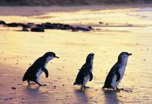 德文特布里奇旅游图片-联邦广场+CentralCoastCouncil+墨尔本2日游