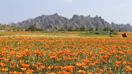 大青山花海