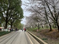 贵安樱花园-安顺-Littlefederer