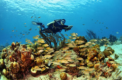 库拉索岛游记图片] 库拉索潜水热点 | 水肺潜水杂志、福布斯、加勒比期刊、今日美国共同推荐！