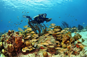库拉索岛游记图文-库拉索潜水热点 | 水肺潜水杂志、福布斯、加勒比期刊、今日美国共同推荐！