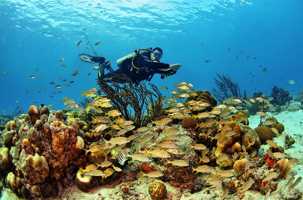 库拉索潜水热点 | 水肺潜水杂志、福布斯、加勒比期刊、今日美国共同推荐！