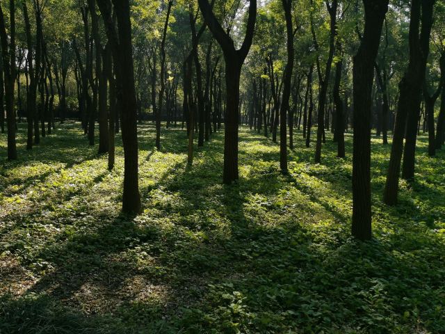 将府公园旅行图片 5