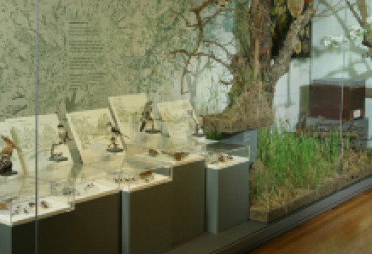 Reutlinger Naturkundemuseum景点图片