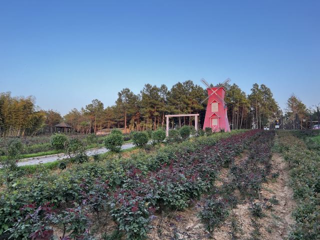 南京玫瑰园旅行图片 7
