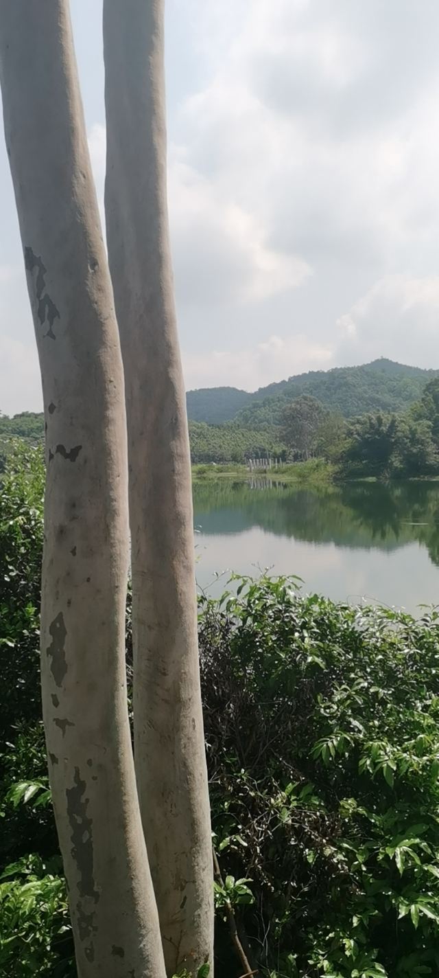 金钟水库旅行图片 1