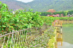 南海区游记图文-又是一年桑果季，佛山渔耕粤韵桑果比赛冠军吃果速度惊人