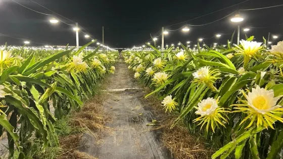 麥家火龍果基地