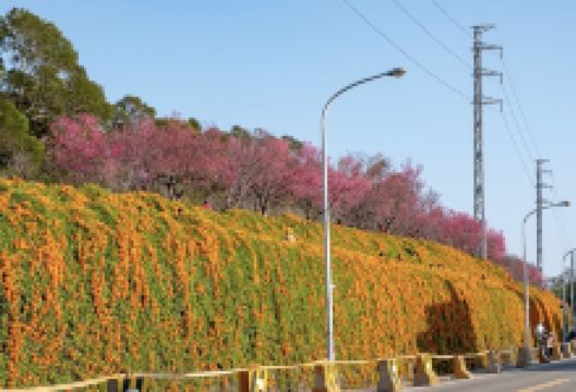 铜锣炮仗花海公园景点图片