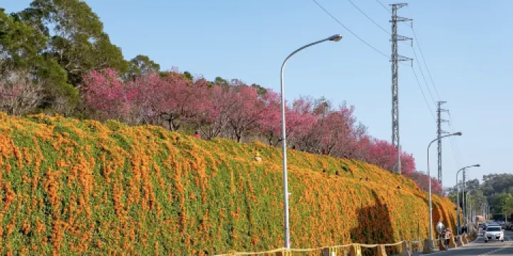 銅鑼炮仗花海公園