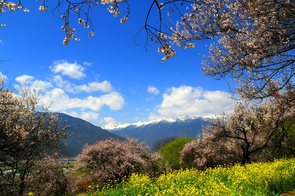 赴一场春天的约会  2021年3月西藏林芝桃花季租车自驾游攻略（二）