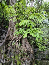 荔波游记图片] 小七孔，地球腰带上的绿宝石（3）——贵州8日（3）