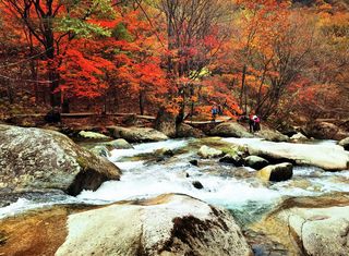 云游四海（1561）金秋枫叶行之四—— 老边沟