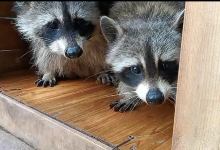 石峰动物园景点图片