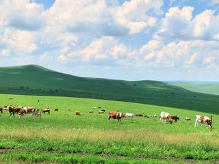 呼伦贝尔旅游6天5晚攻略—骑马、滑草、喂驯鹿草原游玩项目，一网打尽