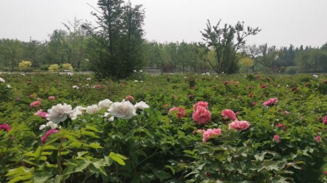 将府公园旅行图片 5