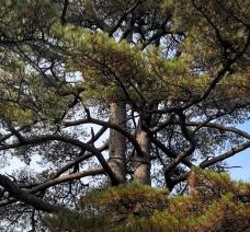 连理松-黄山-YoYo_5R1F7P0T