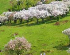 野果林风景区-新源