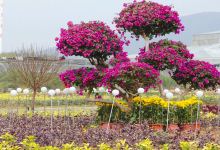 广垦(茂名)国家热带农业公园景点图片