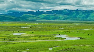 Litang Grassland