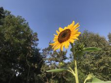 杨浦公园-上海-开心颜