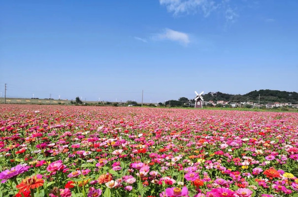 花花花！西南这片花海都开好了，速约！
