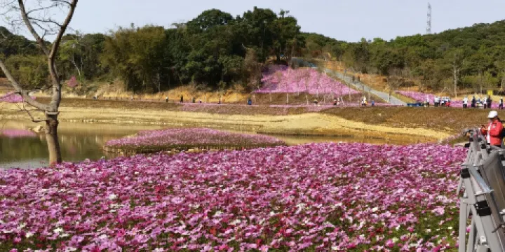 東部華僑城-濕地花園