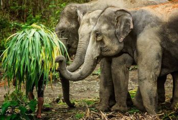 普吉岛EJS大象丛林保护区：可选喂大象|大象洗澡护理【与大象来次亲密接触，喂大象，大象洗澡 ，带你近距离大象接触，共度美好亲子时光！】