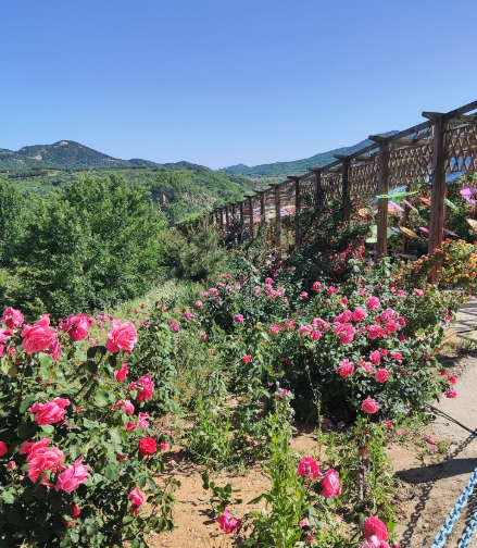 齐长城月季花谷