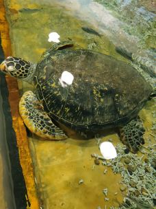 苏州海洋馆-苏州-YoYo_3C3O1Z0Q