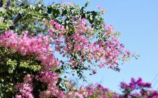 素贴山国家公园-清迈-q****ky