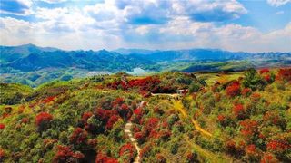 杜鹃花海,惊艳岁月却少有人知