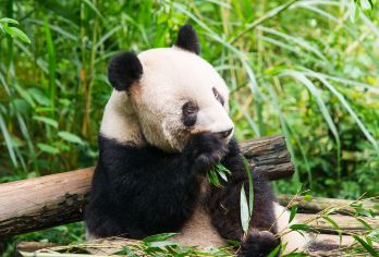 【熊猫都青】熊猫谷+都江堰+青城山纯玩一日游【纯玩无购物】