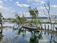 洱海月湿地公园-大理市-Chenhutamu