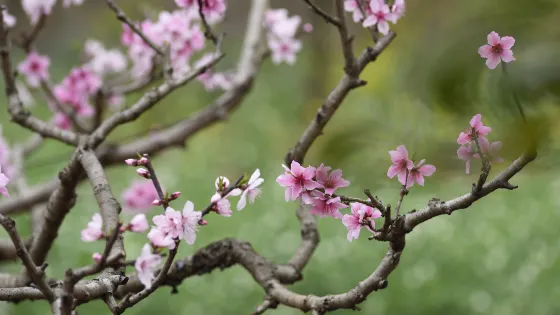 松林桃花山