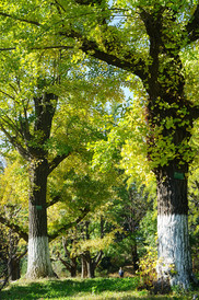 丹东游记图片] 枫叶红了长白山（丹东）