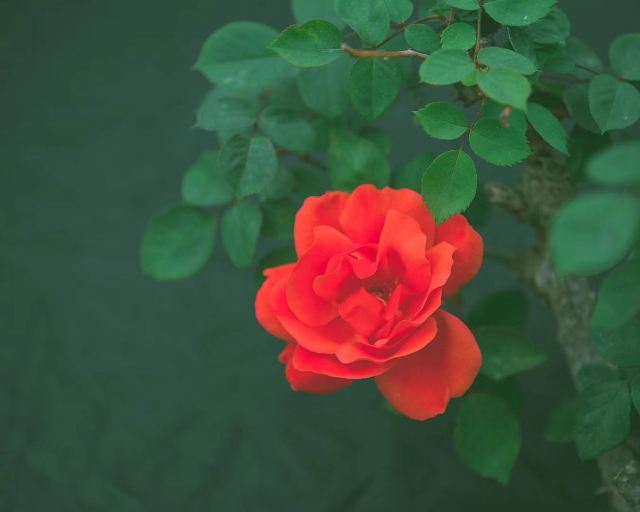 南岭植物园旅行图片 1