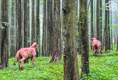 重庆游记图片] 重庆大山深处偶遇一群野马，牠们在林中奔跑，成一道靓丽的风景线